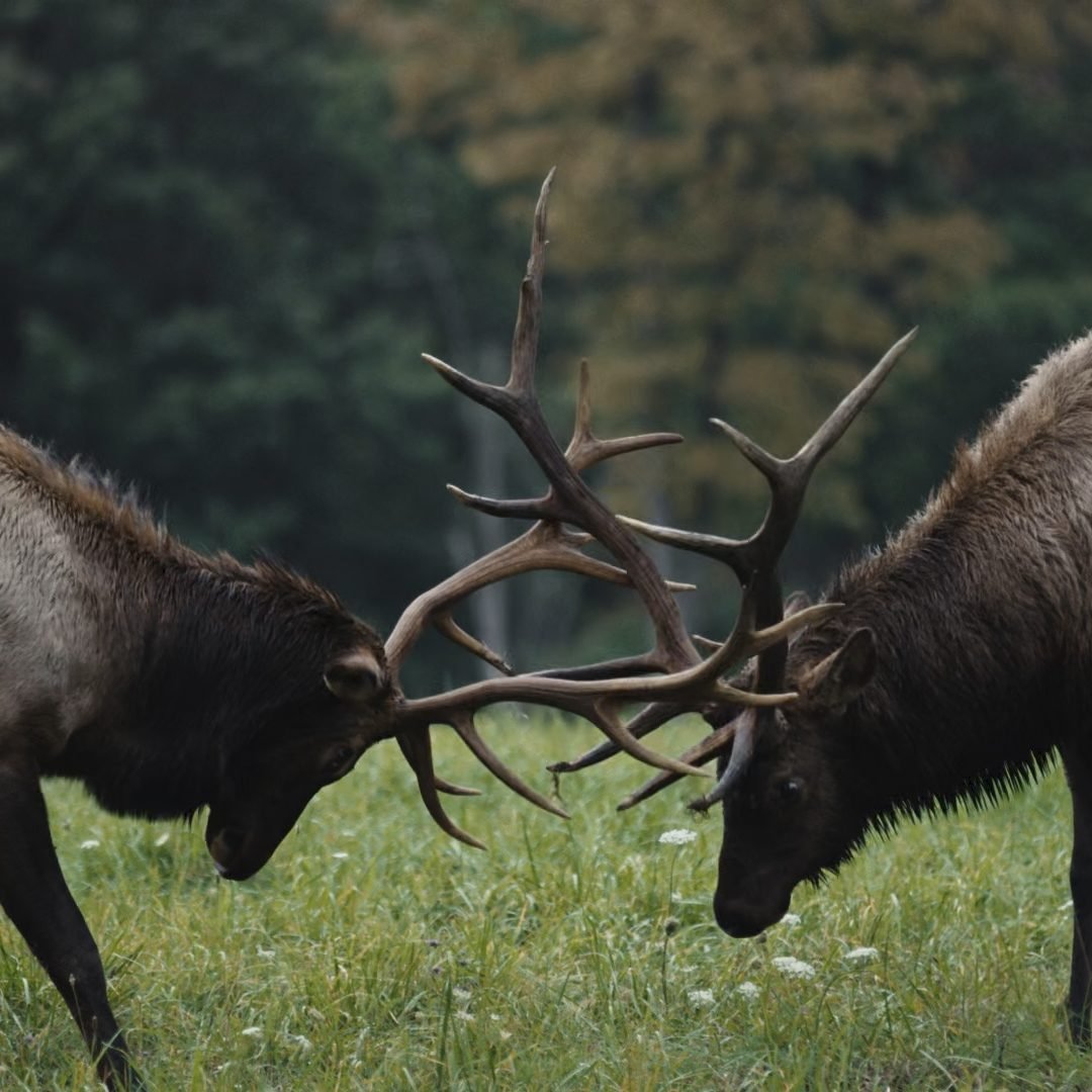 Image © Petr Krejčí