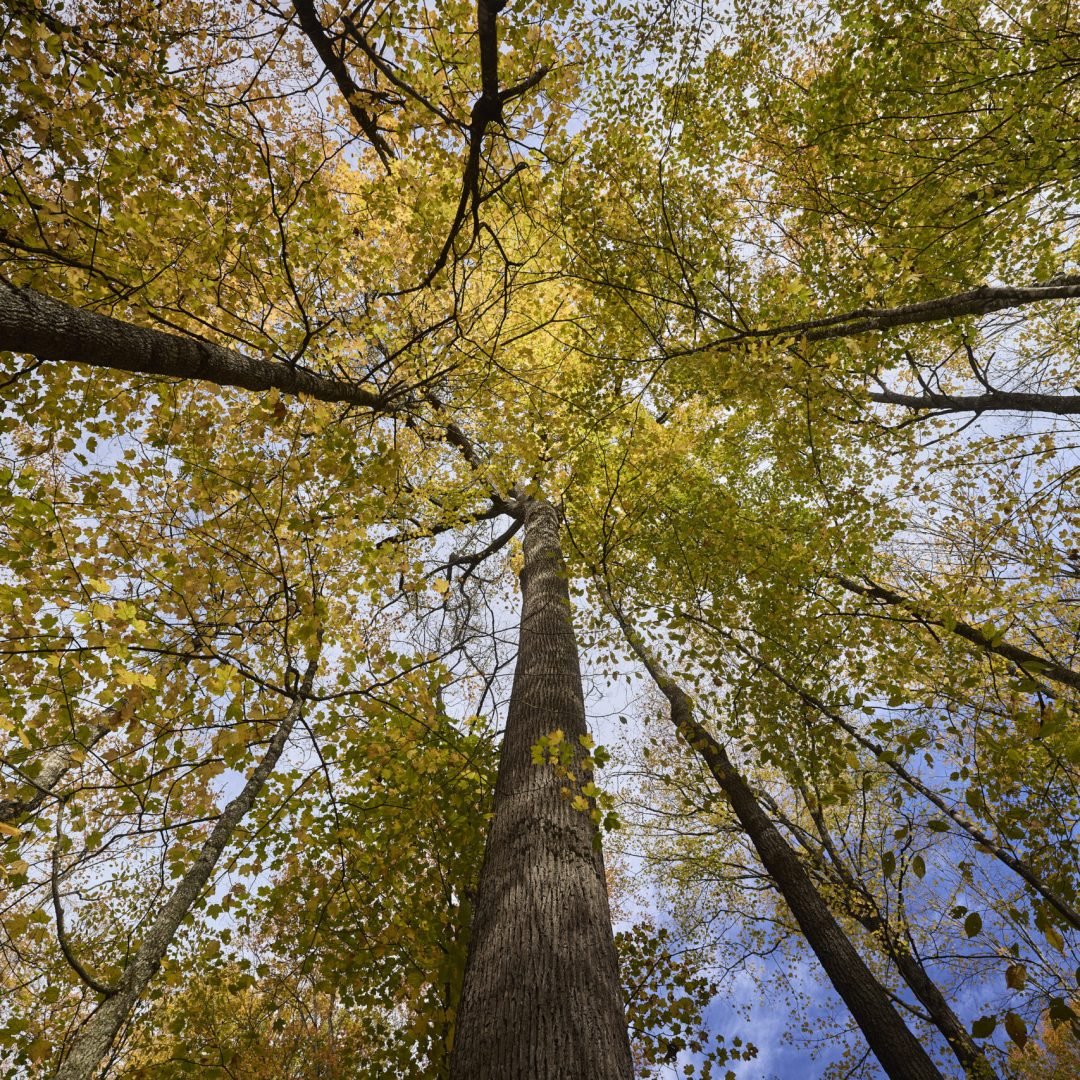 Image © Petr Krejčí