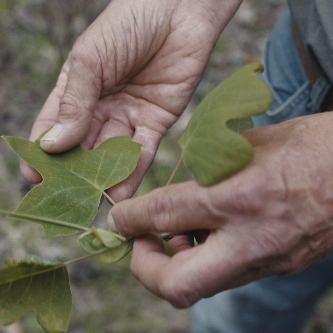 Image © Petr Krejčí